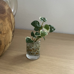  ■本物そっくり枯れない観葉植物■ミニ　フェイクグリーン　葉　水やり無し　枯れない　虫つかない　世話いらず　ショップインテリア　ディスプレイ