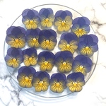 国産ビオラの押し花 グラデーションブルー