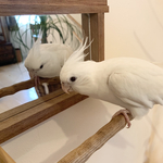 ✴︎鳥さんの壁掛け鏡✴︎