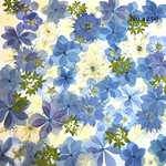 ♡new♡作家様必見♡押し花MIXセット♡押し花セット