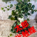 光触媒　人工観葉植物　ウォールグリーン　フェイクグリーン　ポーランドアイビー34