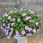 カリブラコア'スウィングルベル'ピンクの寄せ植え　ピンクボール　