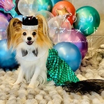 マーメイドドレス ※ドレスのみ【人魚、ニューボーンフォト、100日祝い、ハーフバースデー、赤ちゃん、新生児、コスプレ、ベビークラウン、ベビー、コスチューム、犬、猫】
