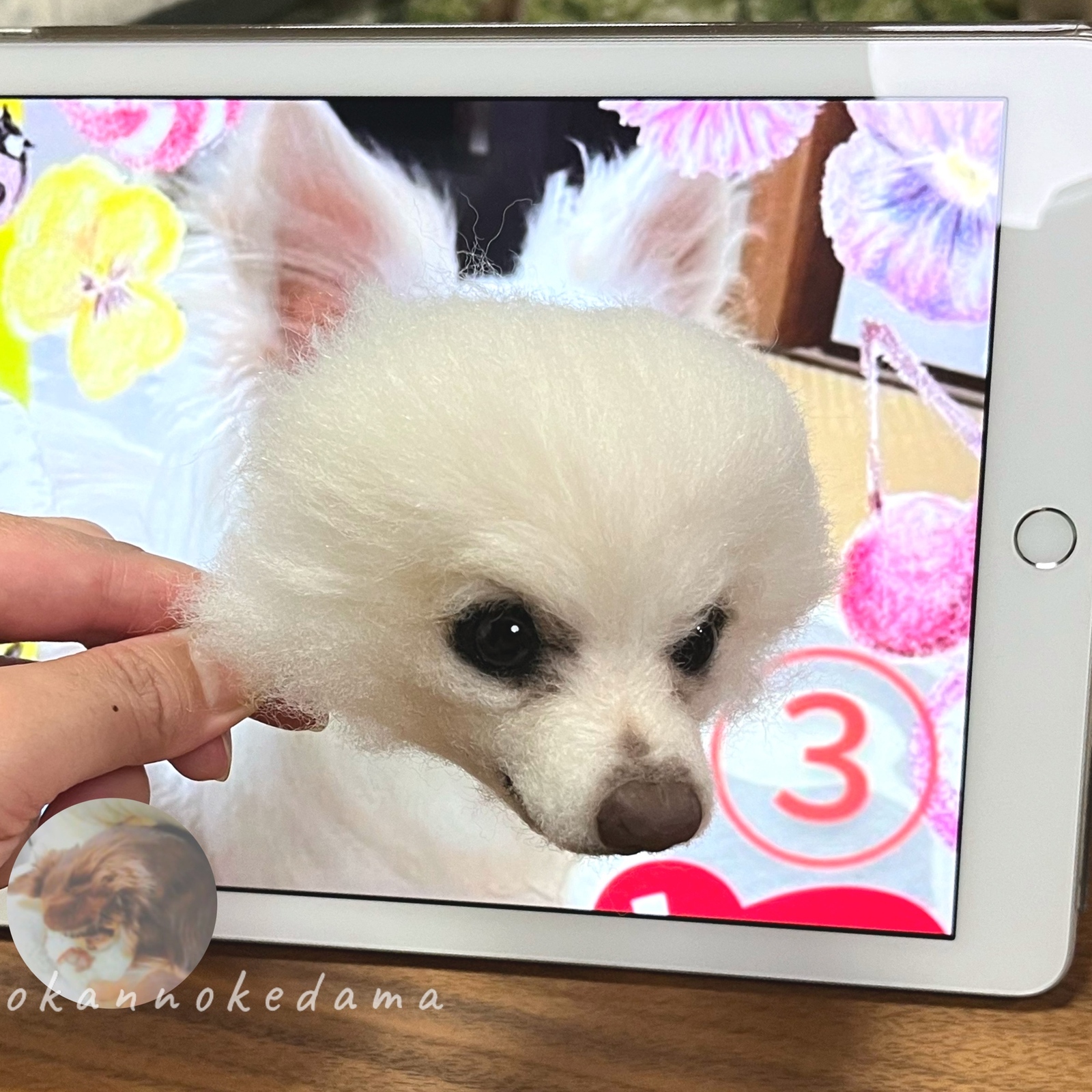 ⭐️マリリンオーダー⭐️ 羊毛フェルト犬・おすわりチワワちゃん 一緒に作ろうリアル可愛いチワワ【お座りポーズの作り方】羊毛