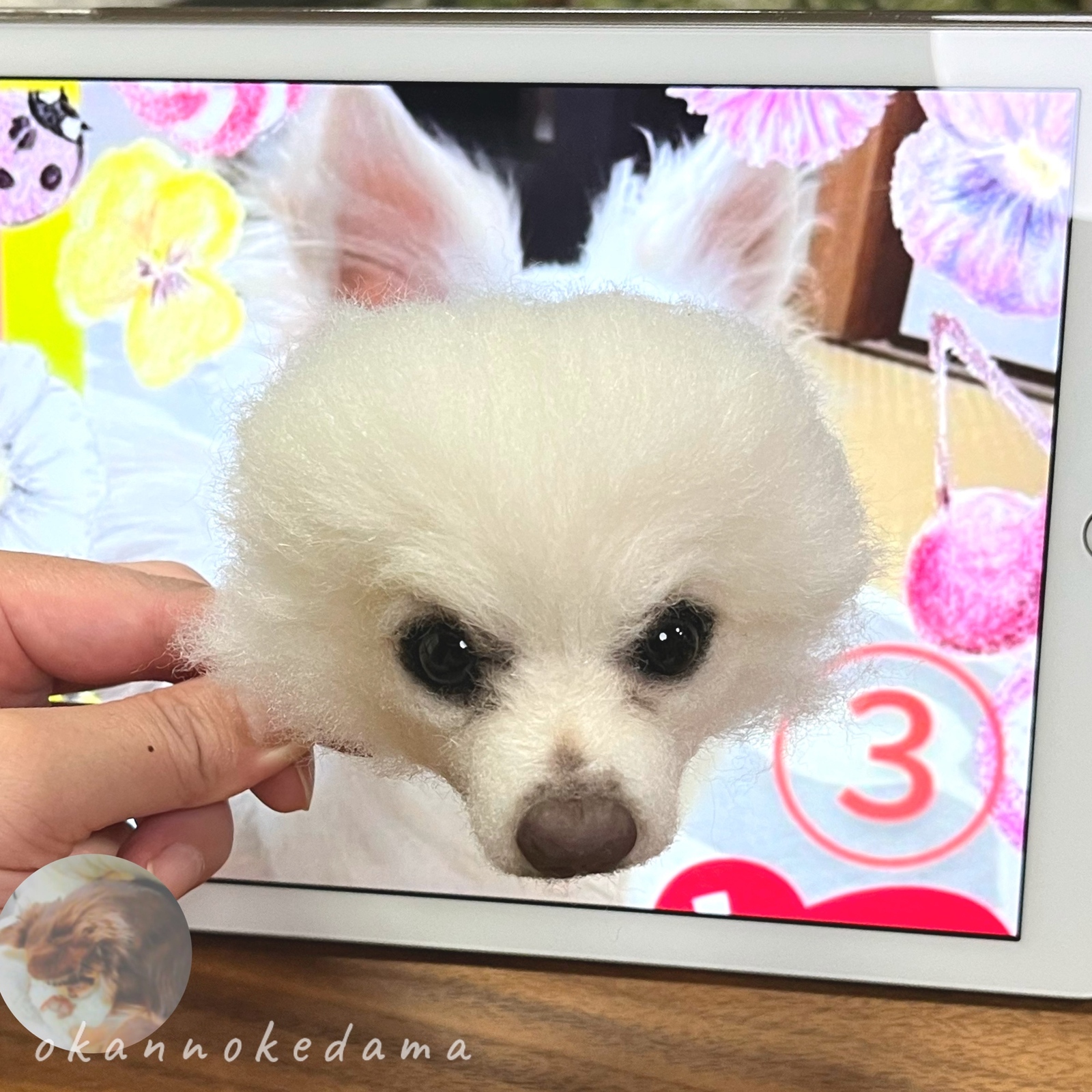 ゆみこページ❣️オーダー羊毛フェルトチワワ ゆみこページ❣️オーダー羊毛フェルトチワワ ちぃわわ様