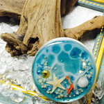 水面模様 天然ヒトデ 珊瑚礁 シェルく