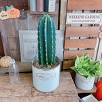 現品♡【柱サボテン】ホワイト系ブリキ鉢！人気のさぼてん♡育てやすい多肉植物