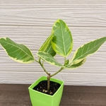 フィカス　アルテシマ　開運☆観葉植物