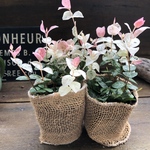 2個セット♡初雪カズラ♡ピンクと白♡寄せ植えに♡ガーデニング♡観葉植物