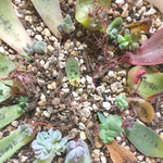 高級品種あり!!発根・発芽済み葉挿し17枚セット/多肉植物/1