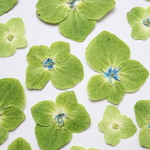 〔押し花〕21枚  紫陽花   A10