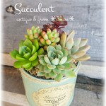 多肉植物の寄せ植え　アンティークリメイク缶に。《アンティークグリーン》