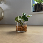New✴︎【本物そっくり観葉植物】ミニ　フェイクグリーン　葉　ショップインテリア　ディスプレイ　カフェ　追加オーダーOK