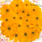 ♡new♡作家様必見♡ 可愛いキバナコスモスお花がいっぱい♡ 押し花セット