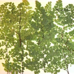♡new♡作家様必見♡ ♡アジアンタム押し花セット♡