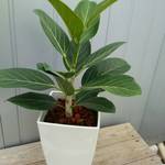 送料無料！ベンガレンシス6寸 観葉植物