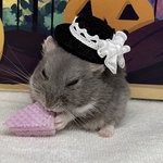フリフリりぼんのちいサイズ帽子