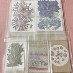押し花 詰め合わせ①