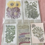 押し花 詰め合わせ③