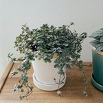 極小の葉が可愛い☆ピレア グラウカの鉢植え