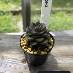 多肉植物 韓国苗 ロマン