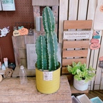在庫一掃 SALE！現品♡【柱サボテン2本立て】大人気！！毎回好評！！カッコイイさぼてん♡くすみイエロー系ブリキ鉢！