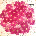 ♡new♡作家様必見♡ 人気のバーベナがいっぱい♡ 押し花セット