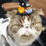 ハロウィン帽子カチューシャ