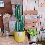 ラスト！在庫一掃 SALE！現品♡【柱サボテン2本立て】大人気！！毎回好評！！カッコイイさぼてん♡くすみイエロー系ブリキ鉢！