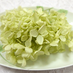 ピラミッド紫陽花　あじさい　アジサイ　プリザーブド　クリアグリーン
