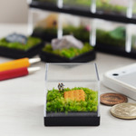  苔の鉱物標本・見つけちゃった子供達