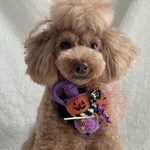 ハロウィンチョーカー🎃(パープル)