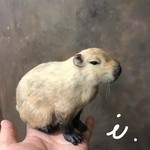 カピバラさん♡
