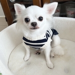 【犬服セミオーダー】パピー犬服小型犬服ロング犬服中型犬服  さわやかボーダー犬服スカート＆重ね着風