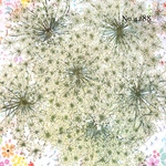 ♡人気作品♡ 作家様必見！レースフラワーの押し花セット♡