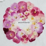 139.押し花アソート〜ピンク系　ビオラ詰め合わせ　押し花素材