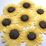 ヒマワリの押し花　ワケアリ品