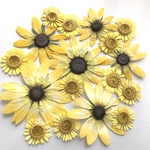 ルドベキアとダイヤーズカモマイルの押し花