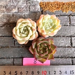 ⑧韓国苗名無し3個セット　美苗　大きめ　多肉植物　お買い得　寄せ植え