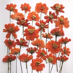 キバナコスモスの押し花③