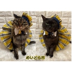 ニャーKB風セットアップ、猫ちゃんの(帽子,首輪,スカート)