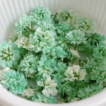 【ミントグリーン】染めかすみ草のドライフラワー
