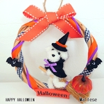 【専用ページ】ハロウィン🎃わんちゃん ミニリース  マルチーズ
