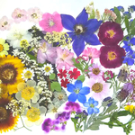 【ワンコイン】押し花カラフルセット  花つづりⅡ