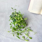 ディスキデア　エメラルド♡ハンギング　人気の観葉植物　斑入　寄せ植え　ネックレス