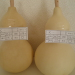 乾燥ひょうたん 20.1㎝と20.2㎝ ２本セットJ