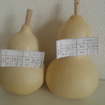 乾燥ひょうたん 14.5㎝と16.7㎝ ２本セットS