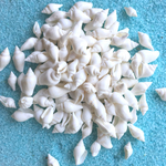 アクセサリーやレジンに☆フトコロガイ・ホワイト＊30g