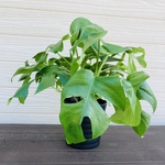 姫モンステラ　2株まとめてセット　開運☆観葉植物