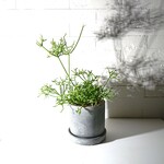 ●数量限定●新作●　森のサボテン　線香花火のような樹形　”リプサリス・ケレウスケラ　鉢/受け皿セット”　観葉植物　多肉植物　おしゃれおしゃれ